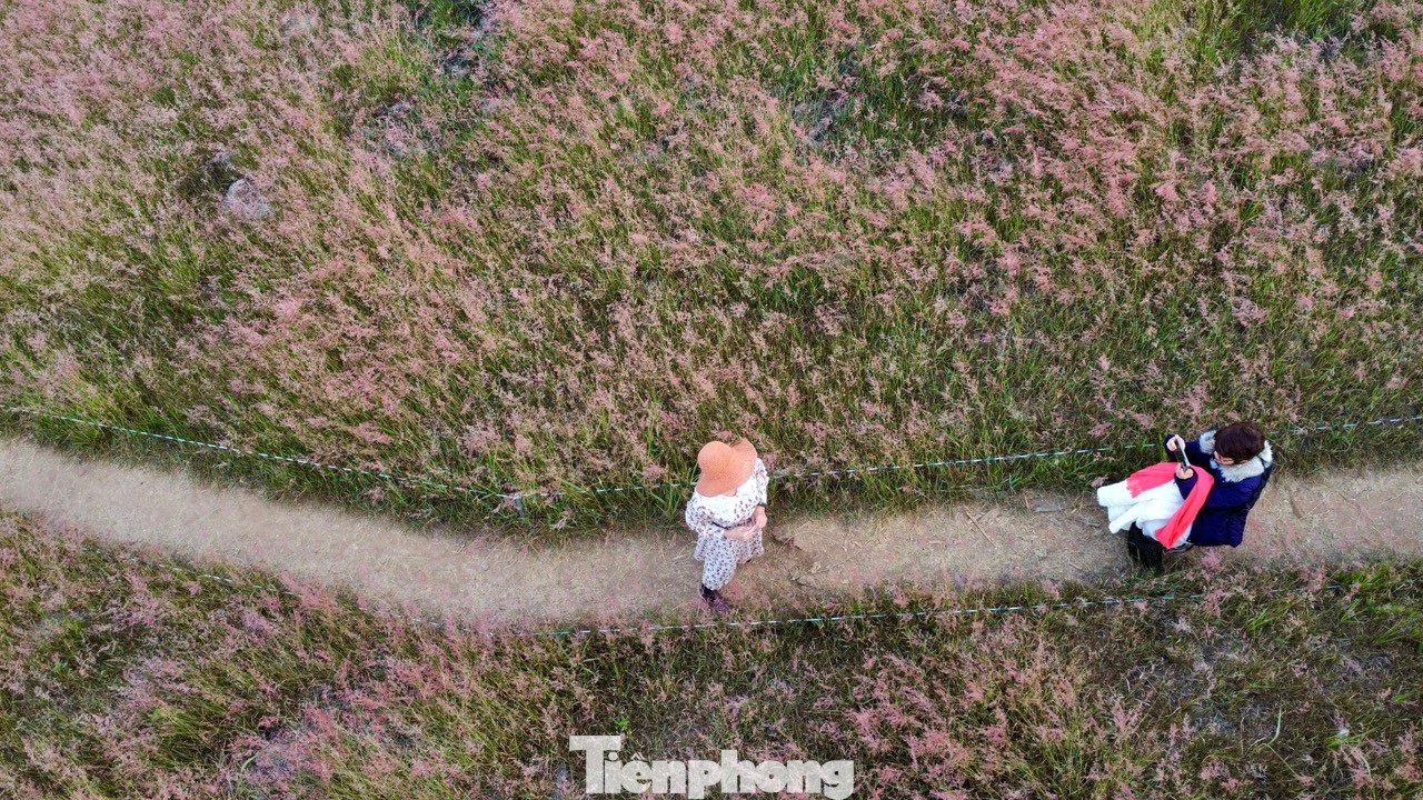 Cỏ hồng trải dài từ đỉnh đồi xuống sườn đồi với vô vàn những góc sống ảo cực "chill". Đứng ở góc nào, du khách cũng có thể "săn" được những bức hình ưng ý nhất.