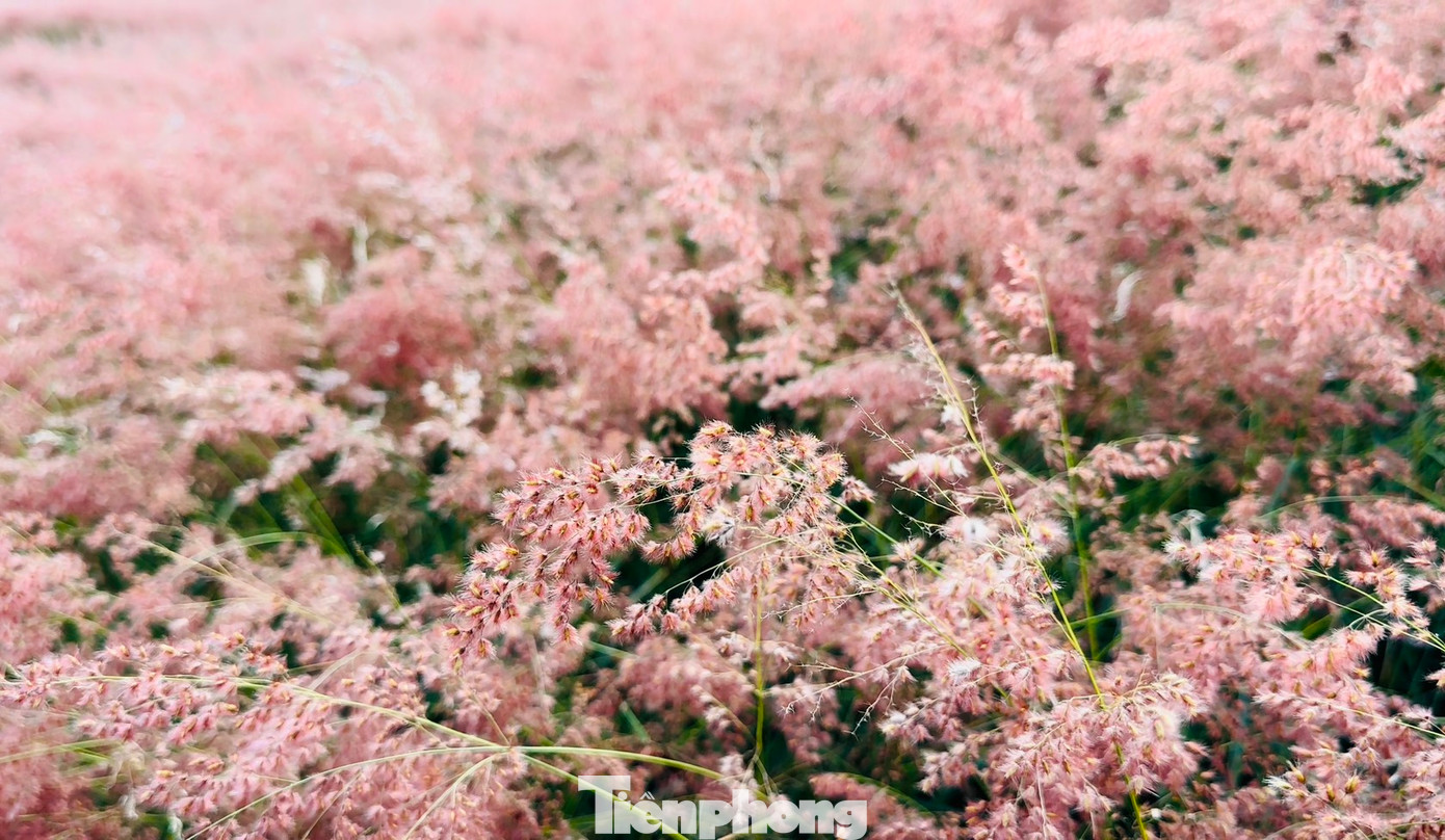 Nhiều người gọi cỏ hồng là cỏ tuyết, vì khi bình minh thức giấc, tiết trời Đà Lạt khá lạnh và nhiều sương, những giọt sương sớm đọng trên hoa tạo nên khung cảnh không khác gì đồi tuyết. Loại cỏ này có thân cao khoảng vài chục cm và phát triển dày đặc.