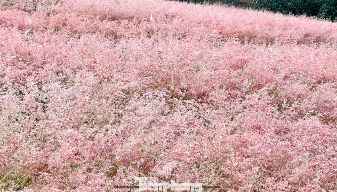 Nhiều người gọi cỏ hồng là cỏ tuyết, vì khi bình minh thức giấc, tiết trời Đà Lạt khá lạnh và nhiều sương, những giọt sương sớm đọng trên hoa tạo nên khung cảnh không khác gì đồi tuyết. Loại cỏ này có thân cao khoảng vài chục cm và phát triển dày đặc.