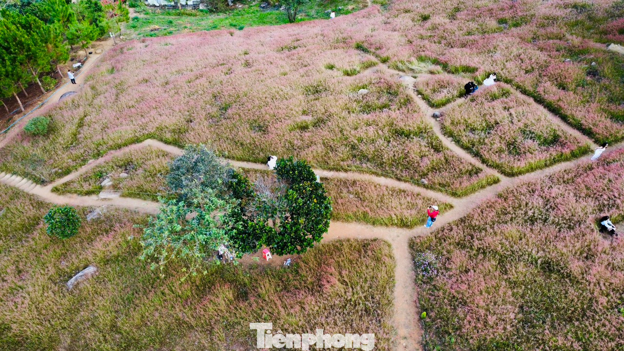 Cỏ hồng là loại cỏ đặc trưng của thành phố Đà Lạt, với những bông hoa li ti có màu hồng. Những thảm cỏ đồng loạt nở hoa tựa như bức tranh màu hồng làm say mê du khách khi có dịp ghé thăm.