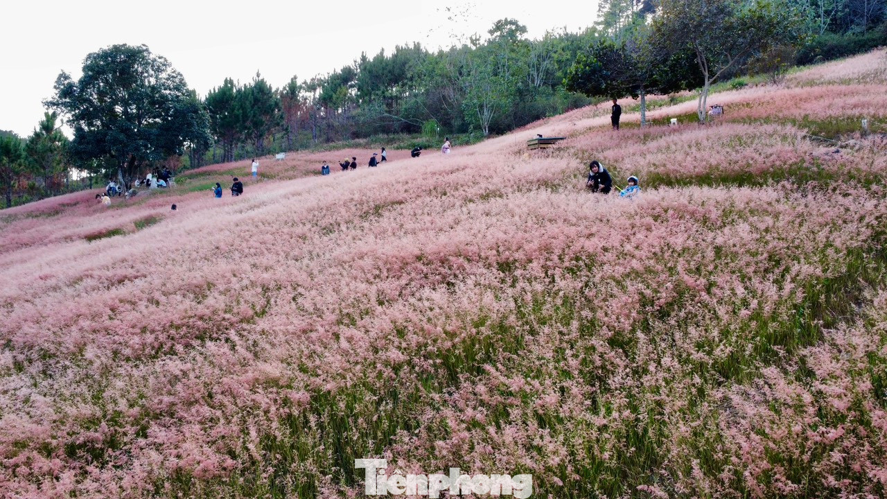 Nhiều người gọi cỏ hồng là cỏ tuyết, vì khi bình minh thức giấc, tiết trời Đà Lạt khá lạnh và nhiều sương, những giọt sương sớm đọng trên hoa tạo nên khung cảnh không khác gì đồi tuyết. Loại cỏ này có thân cao khoảng vài chục cm và phát triển dày đặc.