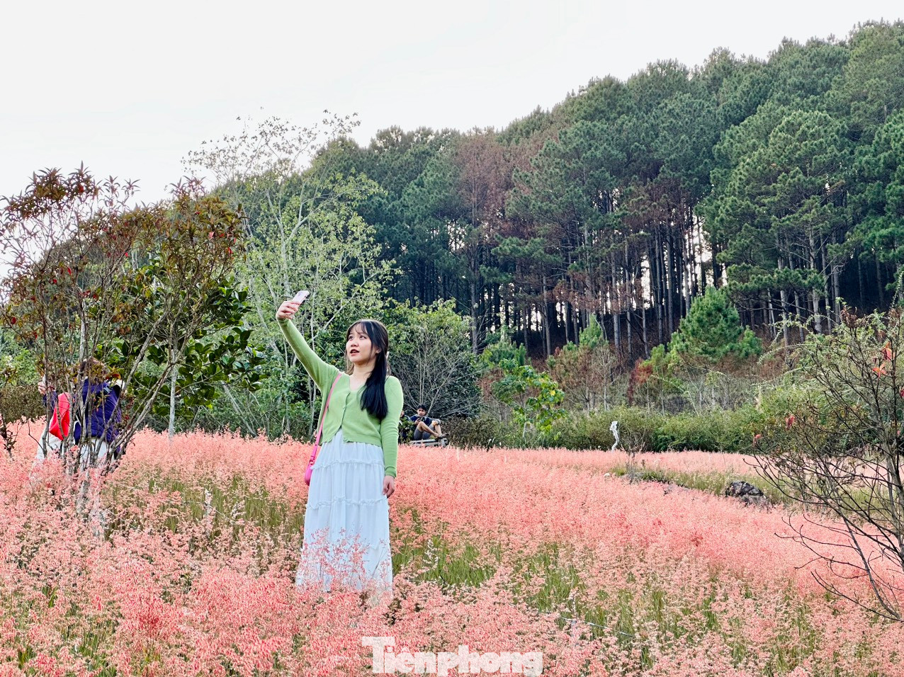 Mùa cỏ hồng ở cao nguyên Đà Lạt thu hút lượng lớn du khách ở khắp nơi trên cả nước tìm đến. Du khách thường tới đây từ sớm để ngắm bình minh, chụp ảnh với cỏ hồng.