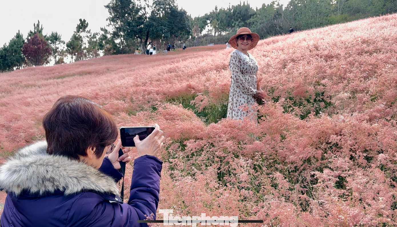 Mùa cỏ hồng ở cao nguyên Đà Lạt thu hút lượng lớn du khách ở khắp nơi trên cả nước tìm đến. Du khách thường tới đây từ sớm để ngắm bình minh, chụp ảnh với cỏ hồng.