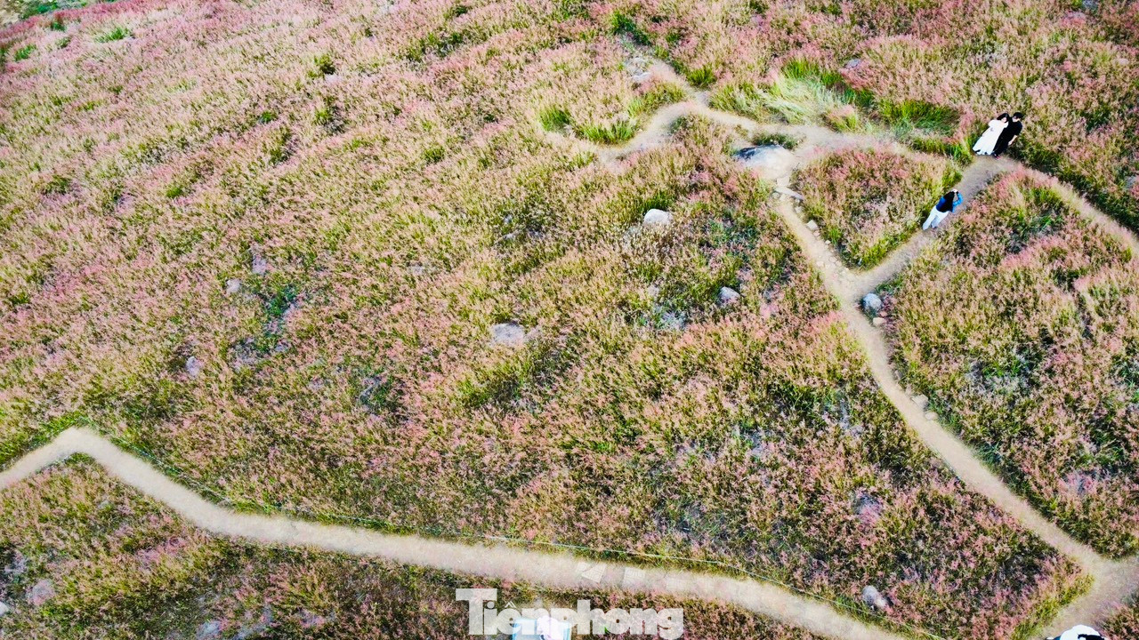 Không gian ngọt ngào của đồi cỏ hồng rộng lớn với sự lãng mạn và dịu dàng như bức tranh cổ tích nhiều sắc mầu làm đắm say bất kỳ du khách nào khi có dịp ghé thăm Đà Lạt.