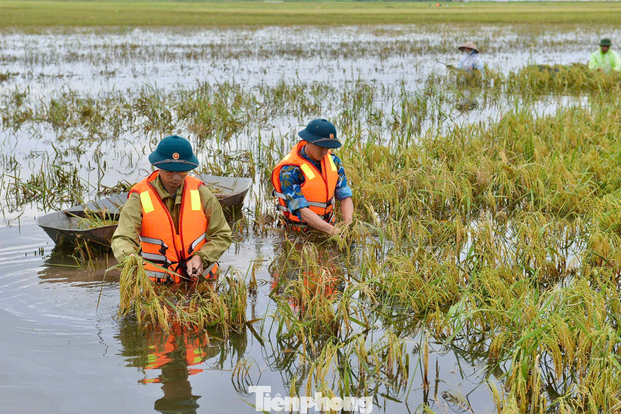 Bất chấp thời tiết có mưa, nhiều khu vực ruộng ngập sâu đến hơn 1m nhưng các chiến sĩ của Trung đoàn 64/Sư đoàn 361/Quân chủng Phòng không - Không quân vẫn triển khai thu hoạch gặt lúa giúp người dân.