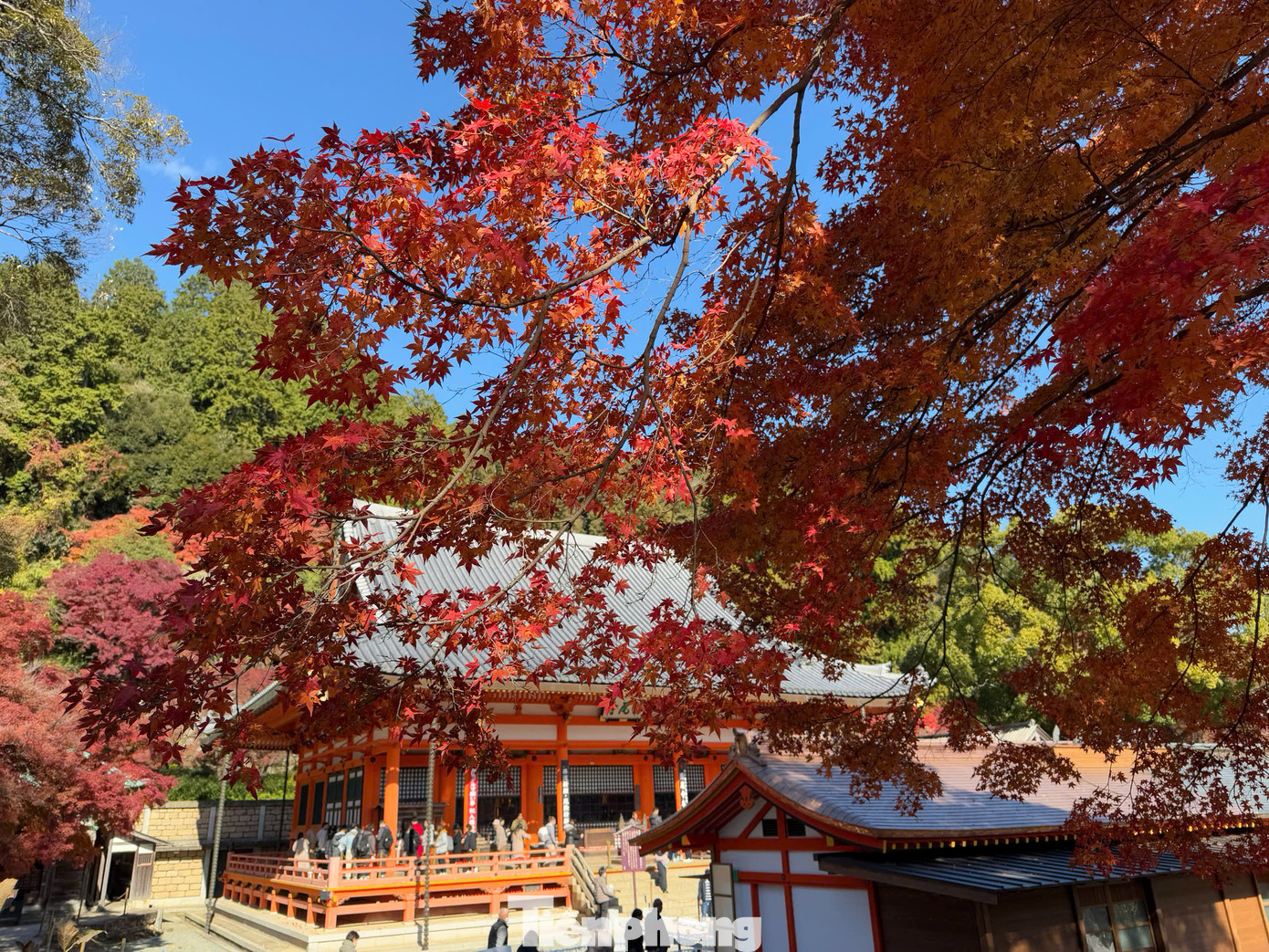 Sắc vàng, đỏ của lá thu bắt đầu xuất hiện vào giữa tháng 9 trên khắp vùng núi phía bắc Hokkaido và Sapporo, sau đó lan dần đến các vùng thấp hơn và nhiều khu vực phía nam, nổi bật nhất là Tokyo, rồi đến Kyoto và Osaka vào cuối tháng 11 và đầu tháng 12.