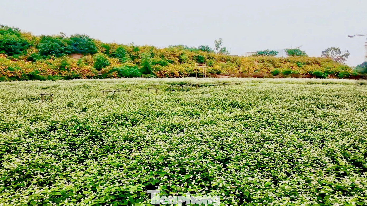 Đặc biệt, khu vườn còn có diện tích lớn trồng hoa tam giác mạch, từng nụ hoa nhỏ li ti trải dài đến ngút ngàn tầm mắt.