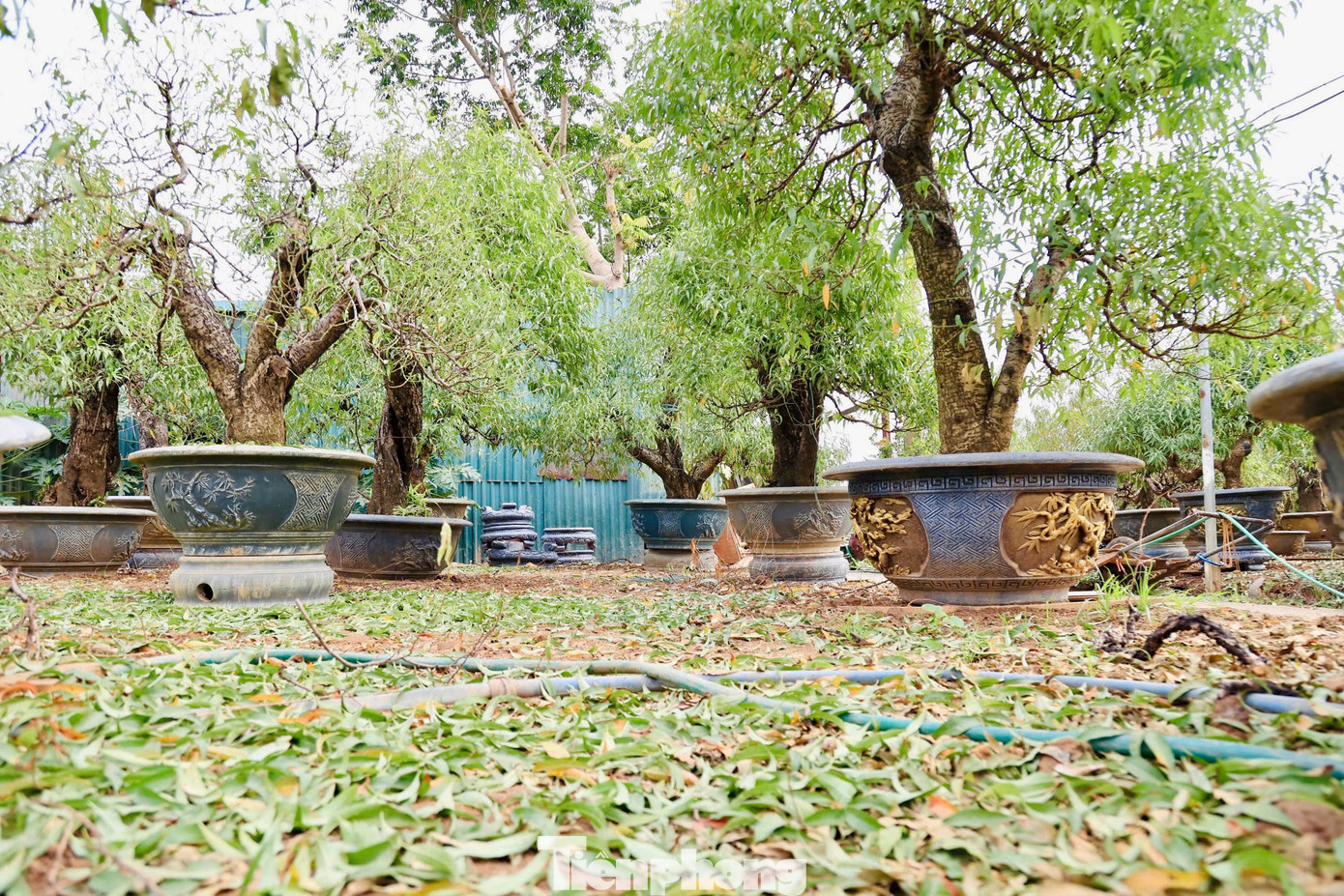 Các chủ vườn thuê nhân công tuốt lá thời vụ với giá từ 350.000 đến 400.000 đồng/người/ngày.