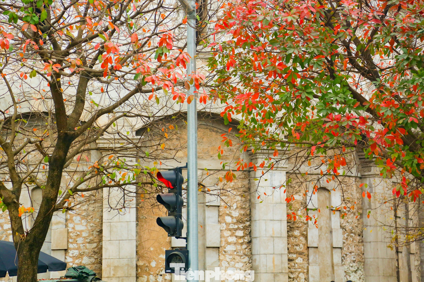 Tháng 3, Hà Nội bước vào mùa cây thay lá. Trên khắp nẻo đường, góc phố, cảnh vật bỗng trở nên lung linh đầy màu sắc.