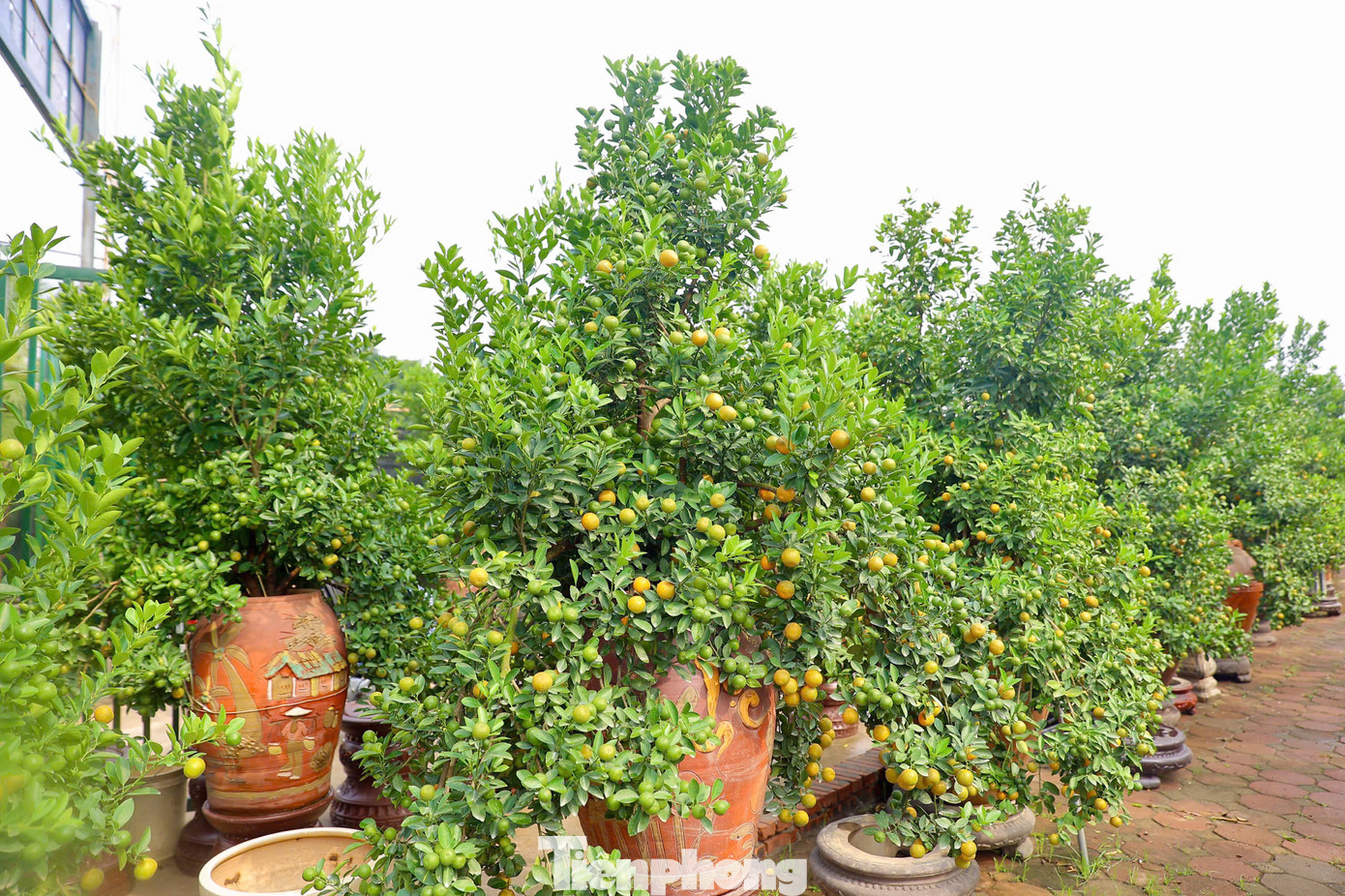 Còn hơn 1 tháng nữa là đến Tết Nguyên đán 2025, thời điểm này người dân làng Tứ Liên (quận Tây Hồ) lại tất bật chuẩn bị các công đoạn cuối cùng để đưa quất cảnh ra cung ứng ngoài thị trường phục vụ nhu cầu người dân chơi Tết.