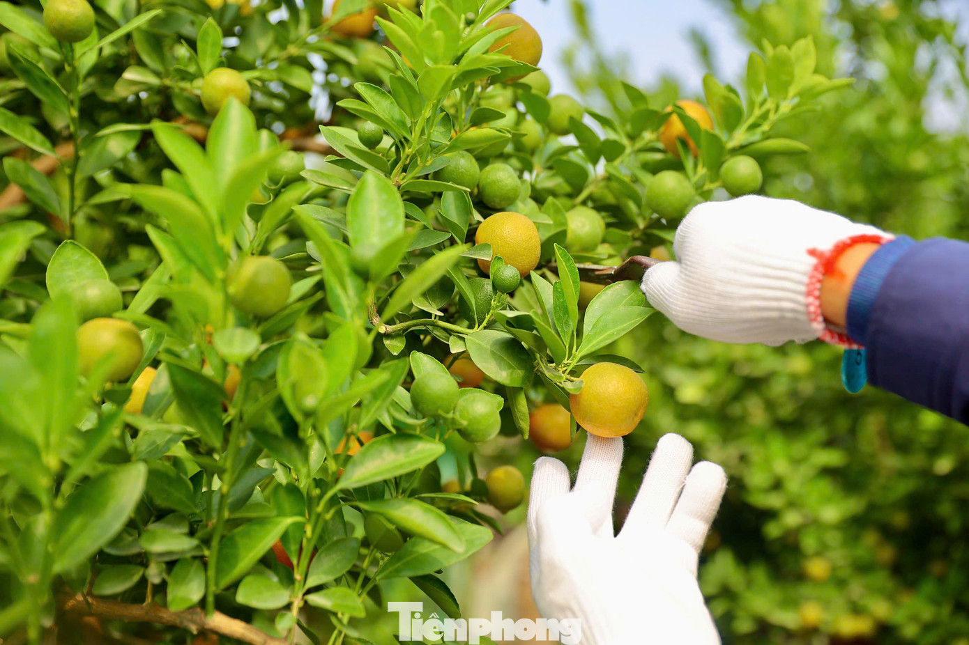 Ông Hoàng Luân, chủ nhà vườn quất cảnh Hoàng Gia, gắn bó với nghề trồng quất gần 30 năm, cho biết: Thời điểm này hầu hết các nhà vườn tại đây đang tất bật trong việc chăm sóc những chậu quất cảnh, từ khâu cắt tỉa, bổ sung dinh dưỡng cho cây để cây ra hoa và cho quả đúng dịp Tết Nguyên đán 2025.