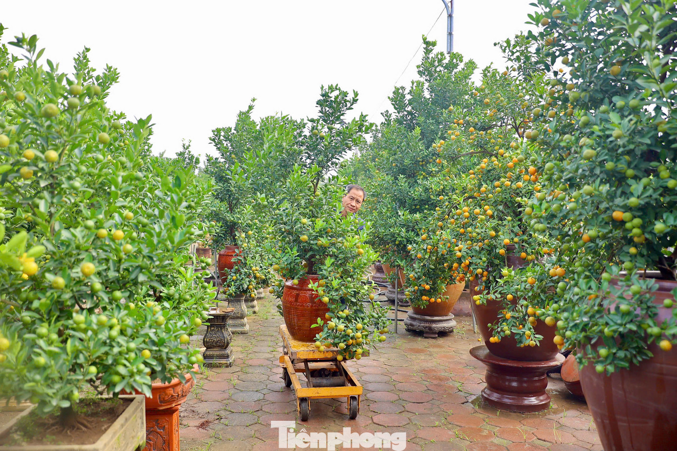 Ngoài các loại thế, dáng quất cảnh bonsai, gốc lâu năm có giá trị kinh tế cao đang được nhiều khách hàng yêu thích và lựa chọn.