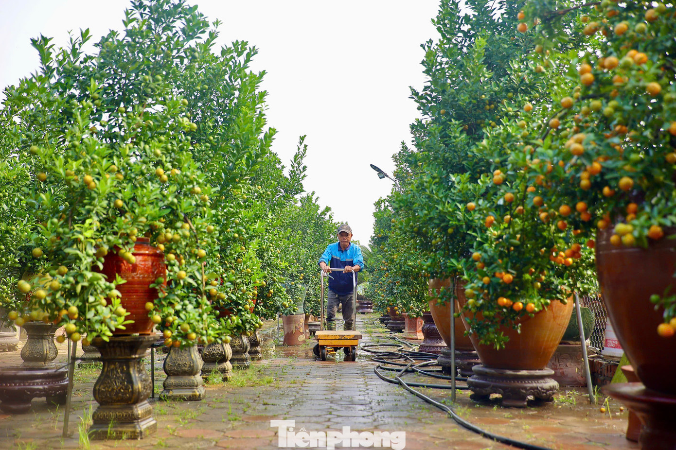 Còn hơn 1 tháng nữa là đến Tết Nguyên đán 2025, thời điểm này người dân làng Tứ Liên (quận Tây Hồ) lại tất bật chuẩn bị các công đoạn cuối cùng để đưa quất cảnh ra cung ứng ngoài thị trường phục vụ nhu cầu người dân chơi Tết.