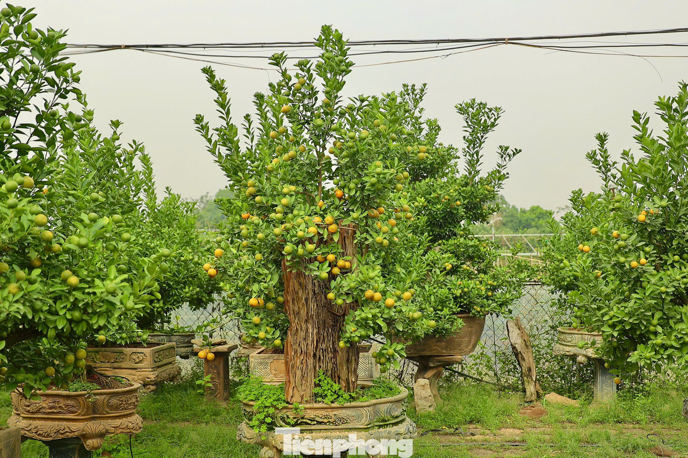 Ngoài các loại thế, dáng quất cảnh bonsai, gốc lâu năm có giá trị kinh tế cao đang được nhiều khách hàng yêu thích và lựa chọn.