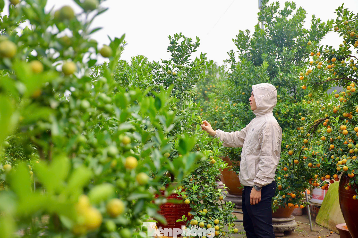 Năm nay lượng khách quen vẫn tìm về vườn đặt mua quất cảnh, họ chọn mua quất để mang về chơi Noel và Tết dương lịch sớm.