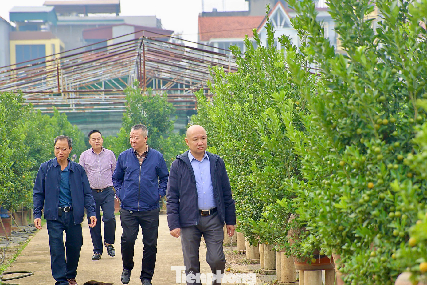 Năm nay lượng khách quen vẫn tìm về vườn đặt mua quất cảnh, họ chọn mua quất để mang về chơi Noel và Tết dương lịch sớm.