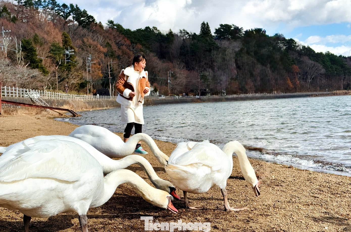Tới đây du khách được vui chơi cùng hàng trăm con thiên nga thân thiện.