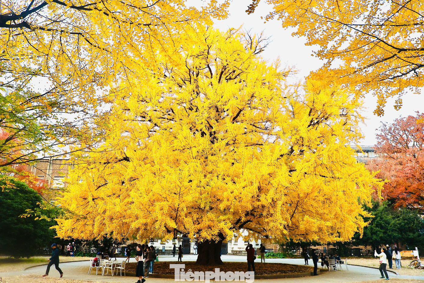 Đại học Tokyo là một trong những ngôi trường danh giá bậc nhất Nhật Bản. Tháng 12 là thời điểm lá cây bạch quả và cây rẻ quạt trong khuôn viên trường ngả dần sang màu vàng khiến khung cảnh hiện lên rất nên thơ, lãng mạn.