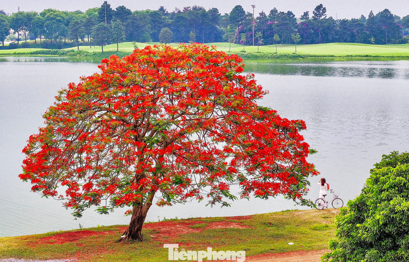 Tháng 5 khi hoa phượng bắt đầu nở đỏ rực không chỉ nhuộm đỏ các cung đường trong nội thành Hà Nội, mà tại đầm Vân Trì, ngoại thành thủ đô cũng có những địa điểm check-in hoa phượng vỹ đang khiến giới trẻ "phát sốt".