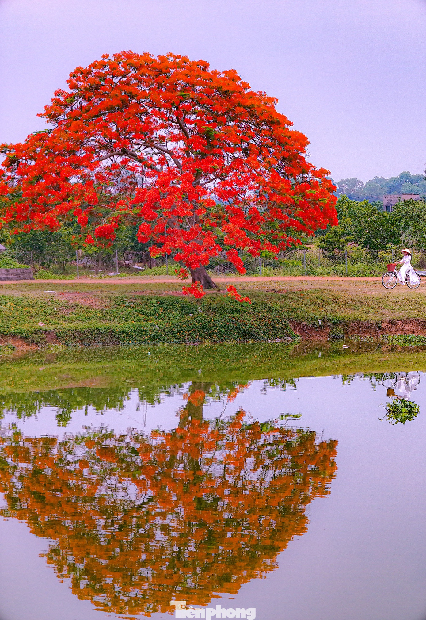 Rất nhiều nhiếp ảnh gia tụ hội về đây để chớp lấy những khoảnh khắc đẹp nhất của cây phượng vĩ.