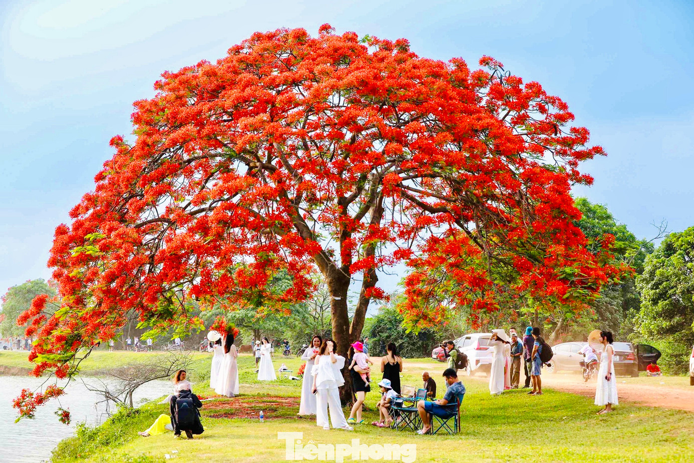 Điểm check-in đầm Vân Trì độc đáo này cách cầu Nhật Tân khoảng 7km. Từ đường lớn đi vào ven bờ đầm khoảng 500m, đường đất nhưng khá dễ đi. Những ngày cuối tuần, rất đông các bạn trẻ tìm về để có những khoảnh khắc đẹp bên cây phượng vĩ.