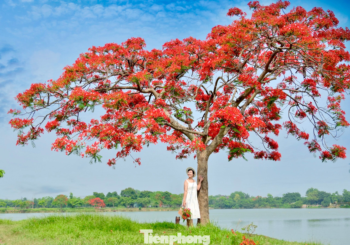 Sự bình yên bên hồ Vân Trì với sắc hoa phượng nở đỏ rực tách biệt hẳn với sự nhộn nhịp của phố thị trung tâm.