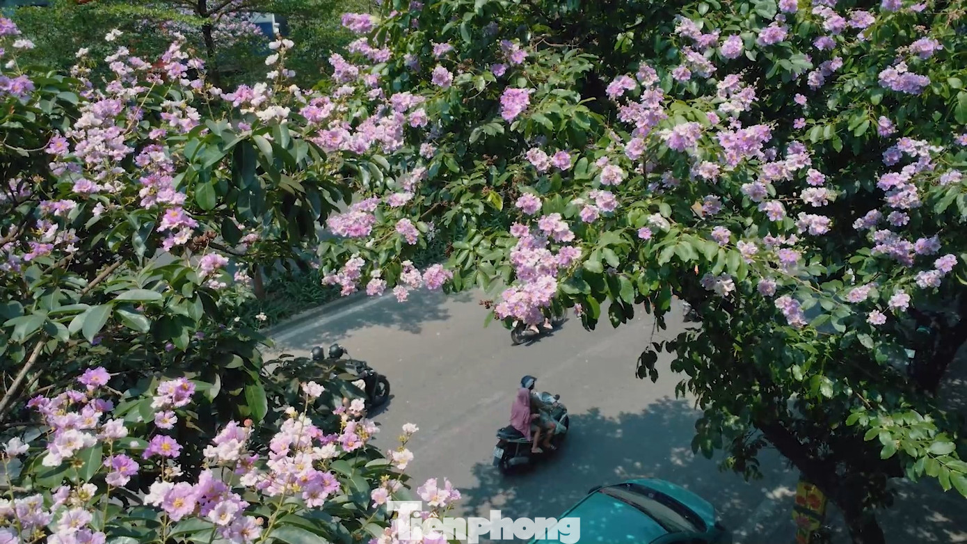 Những ngày đầu tháng 5, không khó để bắt gặp bằng lăng khoe sắc phủ tím trên các tuyến phố của Hà Nội. Màu tím biếc của bằng lăng khiến cho phố phường Hà Nội thêm lãng mạn, nên thơ hơn.