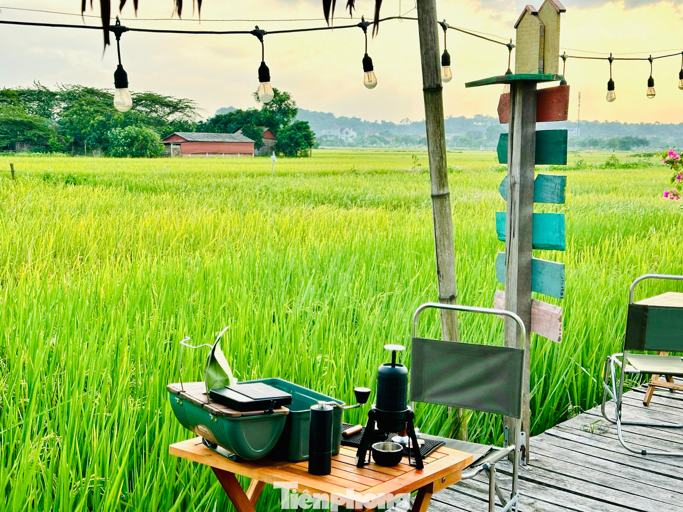 Đầu tháng 6 là lúc cả cánh đồng lúa chuyển dần từ xanh sang vàng và bắt đầu bước vào mùa gặt. Ngoài uống cà phê, thưởng thức các bữa ăn hương đồng gió nội, du khách còn được trải nghiệm gặt lúa cùng bà con, hít hà hương lúa thơm nồng.