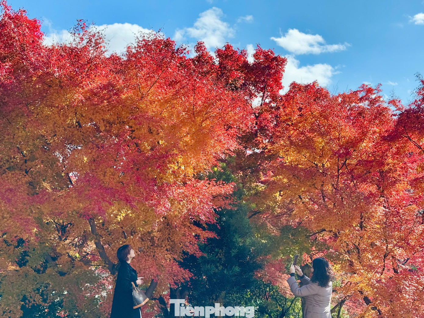 Với sự đa dạng của các loài thực vật và cây cối, du khách sẽ thấy sự chuyển màu rõ rệt giữa sắc thu khi giao mùa.