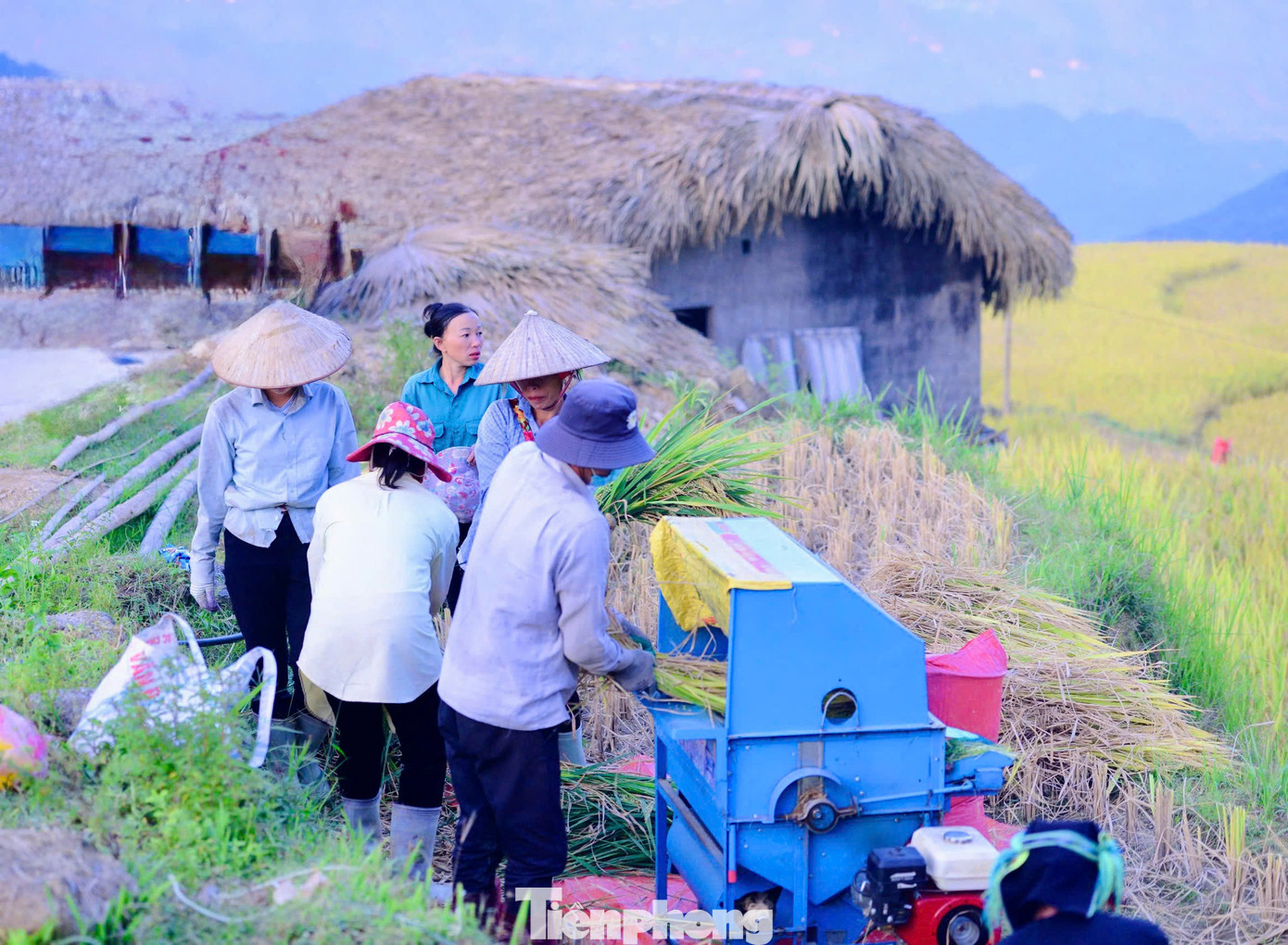 Mùa lúa ở Xà Phìn thường chín muộn hơn các vùng khác, người dân thường cấy vào giữa tháng 6, đầu tháng 7 và cho thu hoạch vào trung tuần tháng 10.