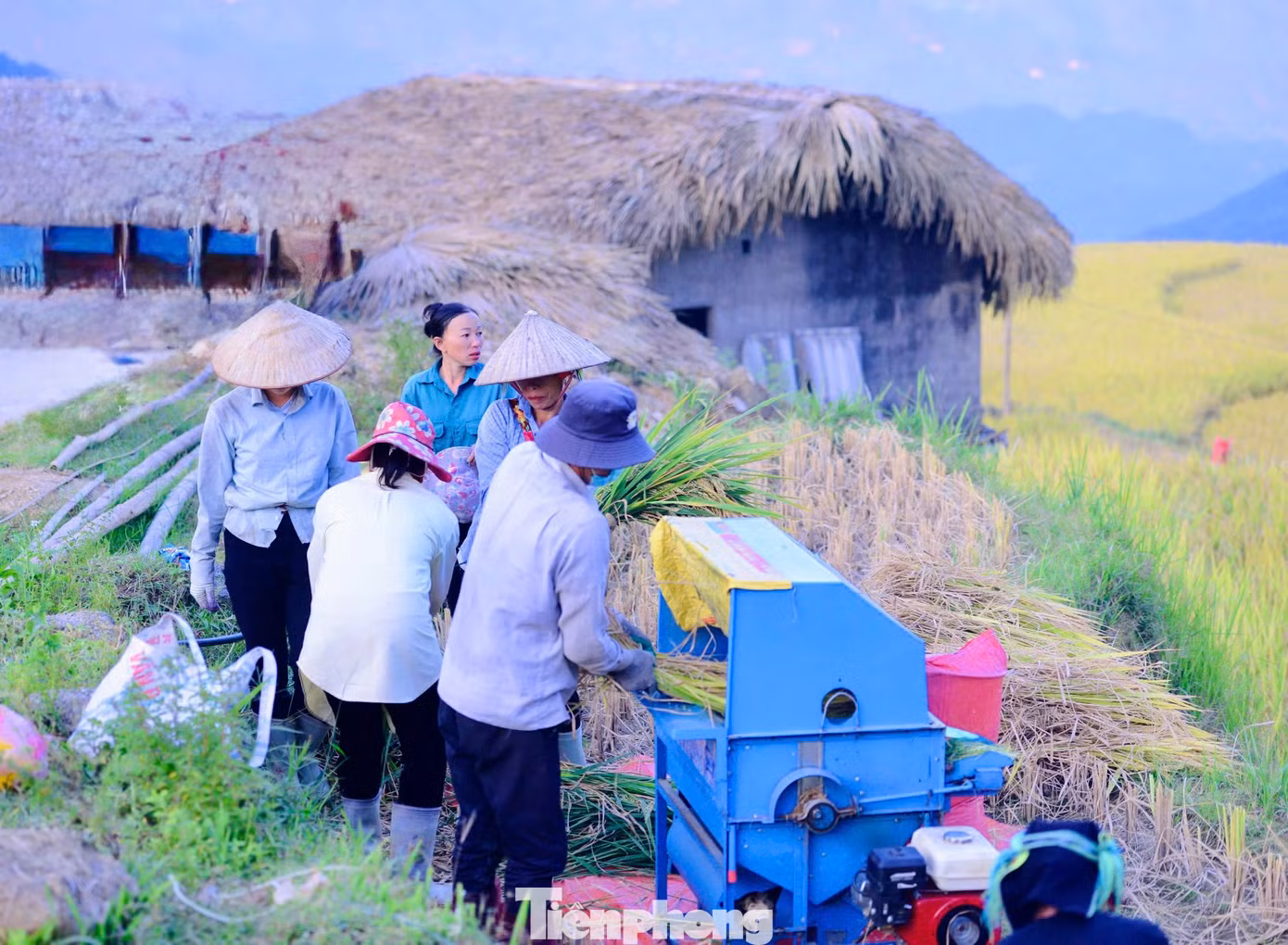 Mùa lúa ở Xà Phìn thường chín muộn hơn các vùng khác, người dân thường cấy vào giữa tháng 6, đầu tháng 7 và cho thu hoạch vào trung tuần tháng 10.