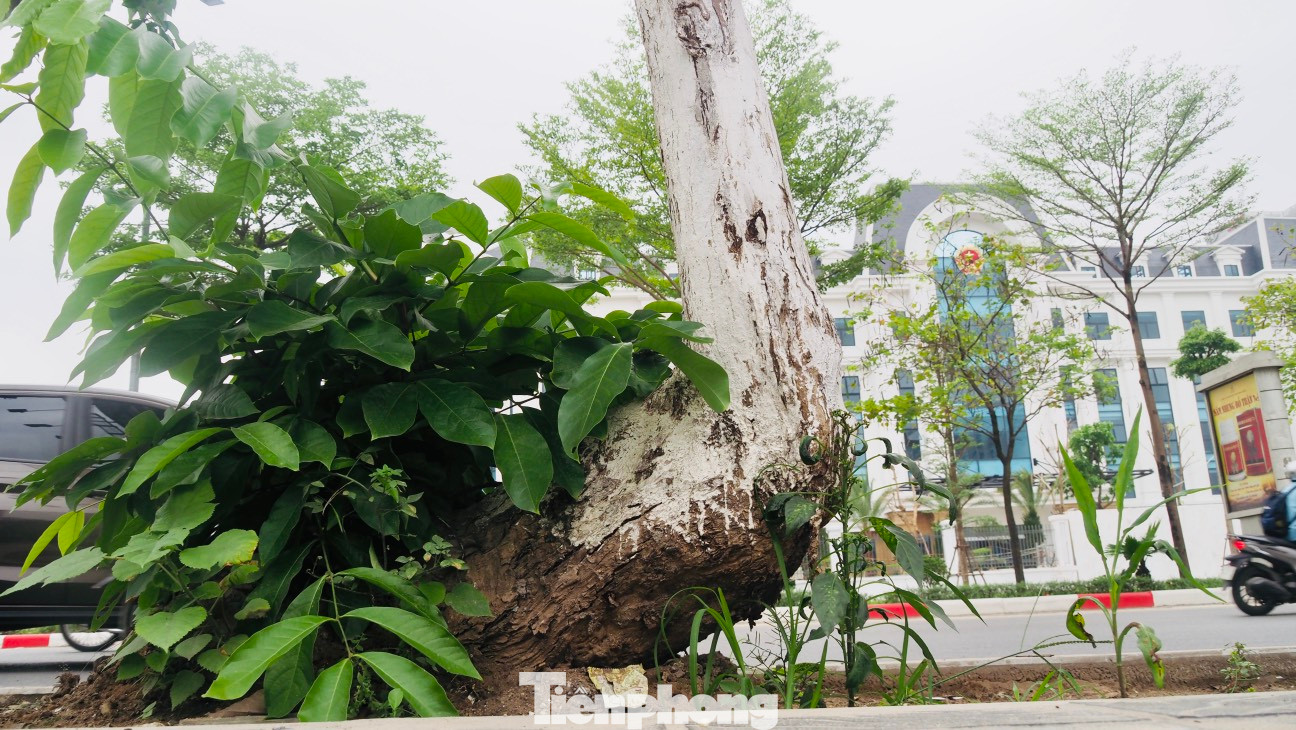 Hầu hết các cây này đều không có cột chống đỡ, nguy cơ cây đổ gục bất cứ lúc nào.