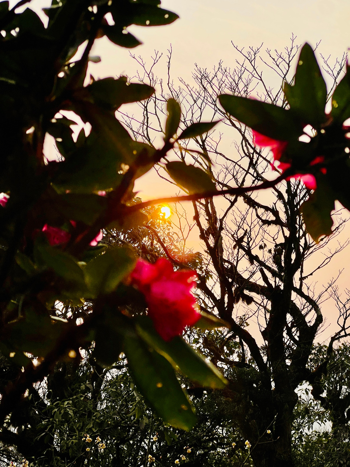 Tùy theo từng mùa, vẻ đẹp của cung trekking này cũng có sự biến đổi diệu kỳ. Nếu du khách đến Sa Mu – U Bò vào tháng ba, tháng tư sẽ may mắn được chiêm ngưỡng loài hoa đỗ quyên bung nở rực rỡ giữa sắc xanh núi rừng, cùng biển mây trắng bồng bềnh như lạc vào chốn thần tiên.