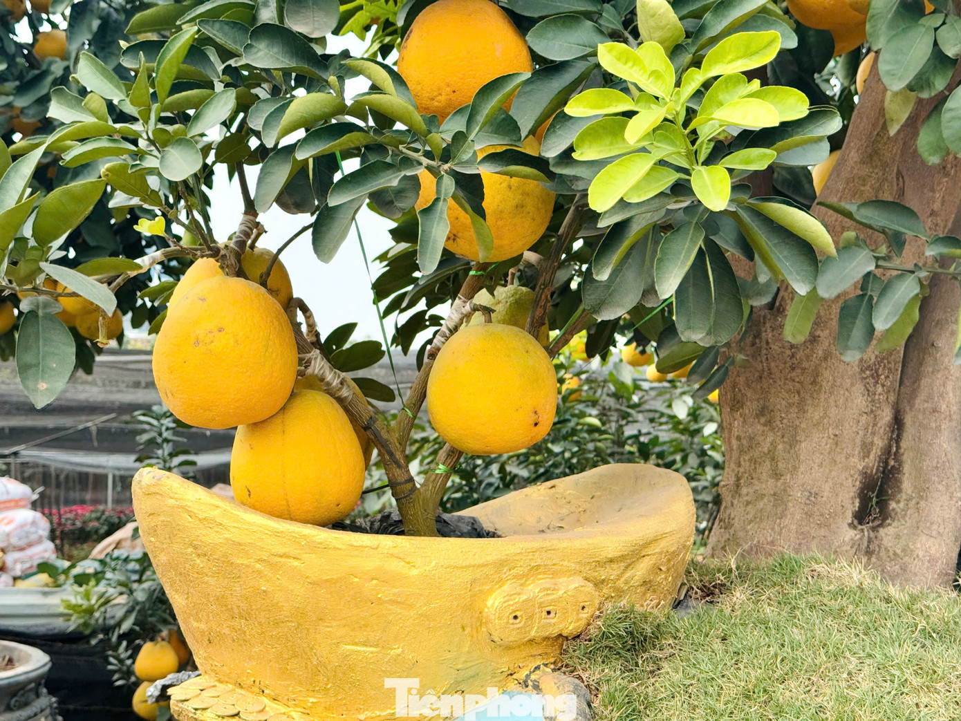 Để tạo ra những sản phẩm độc lạ này, nhiều năm qua, những người làm vườn vùng đất Văn Giang đã kỳ công tạo dáng, đổ mồ hôi, công sức sưu tầm, sáng tạo cho ra những cây bưởi cảnh để có sức hấp dẫn đặc biệt với người chơi dịp Tết.