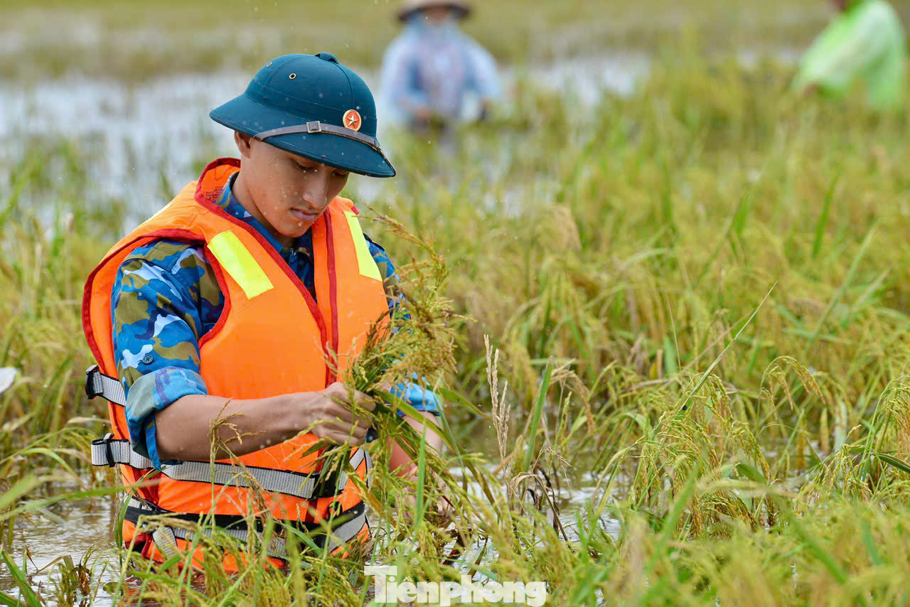 Bất chấp thời tiết có mưa, nhiều khu vực ruộng ngập sâu đến hơn 1m nhưng các chiến sĩ của Trung đoàn 64/Sư đoàn 361/Quân chủng Phòng không - Không quân vẫn triển khai thu hoạch gặt lúa giúp người dân.