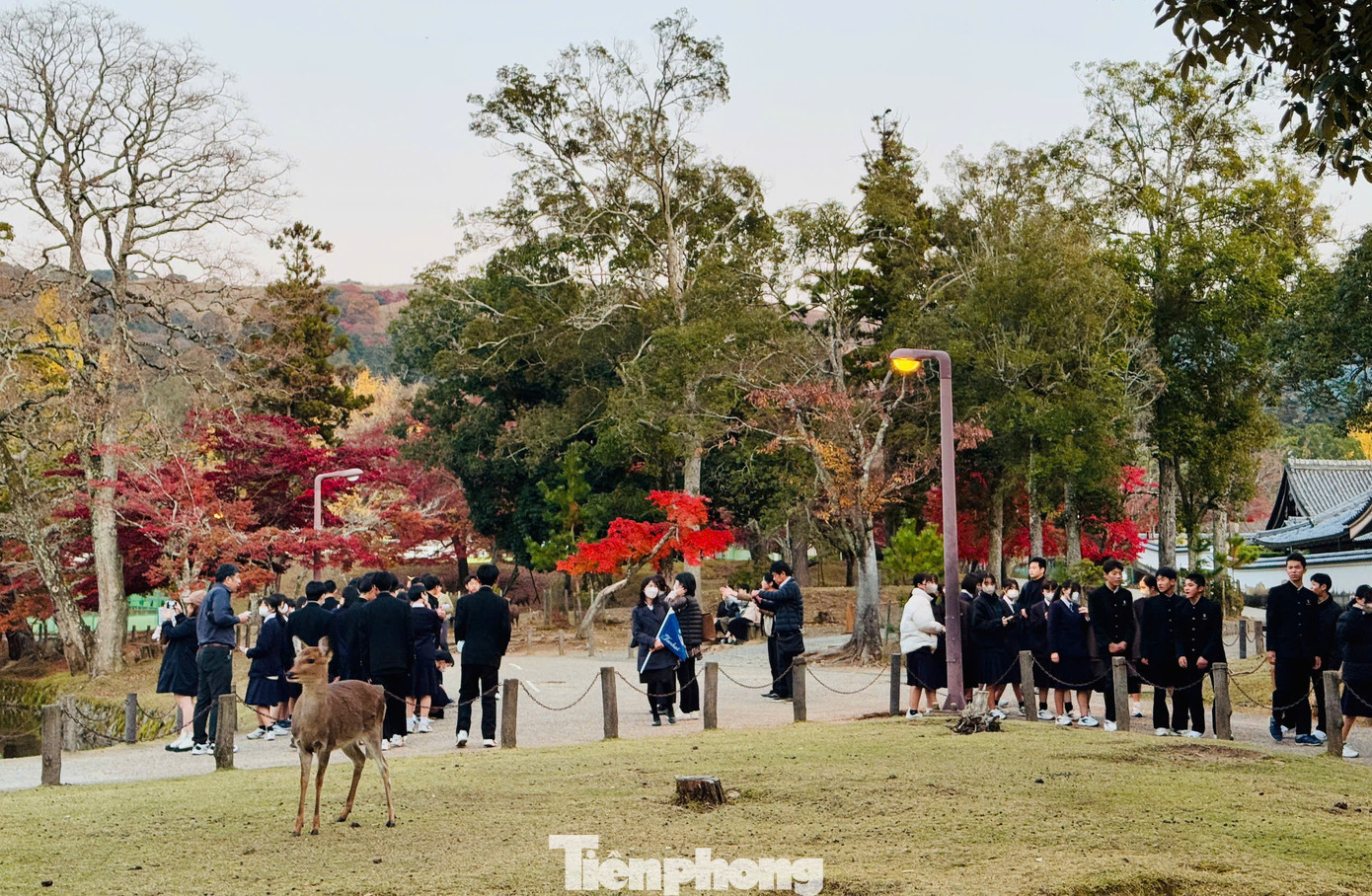 Từ lâu, công viên Nara luôn là một điểm đến nổi bật trên bản đồ du lịch Nhật Bản, là biểu tượng cho giá trị truyền thống lâu đời, tôn giáo và thể hiện vẻ đẹp của thiên nhiên. Du khách đến Nara vào mùa thu sẽ được đắm chìm trong cảnh sắc thiên nhiên với những rừng cây nhuốm sắc vàng, sắc đỏ; còn từ 3 đến đầu tháng 4 là thời điểm cả công viên như chìm đắm trong vẻ đẹp lãng mạn của những cánh hoa anh đào e ấp dưới nắng xuân.