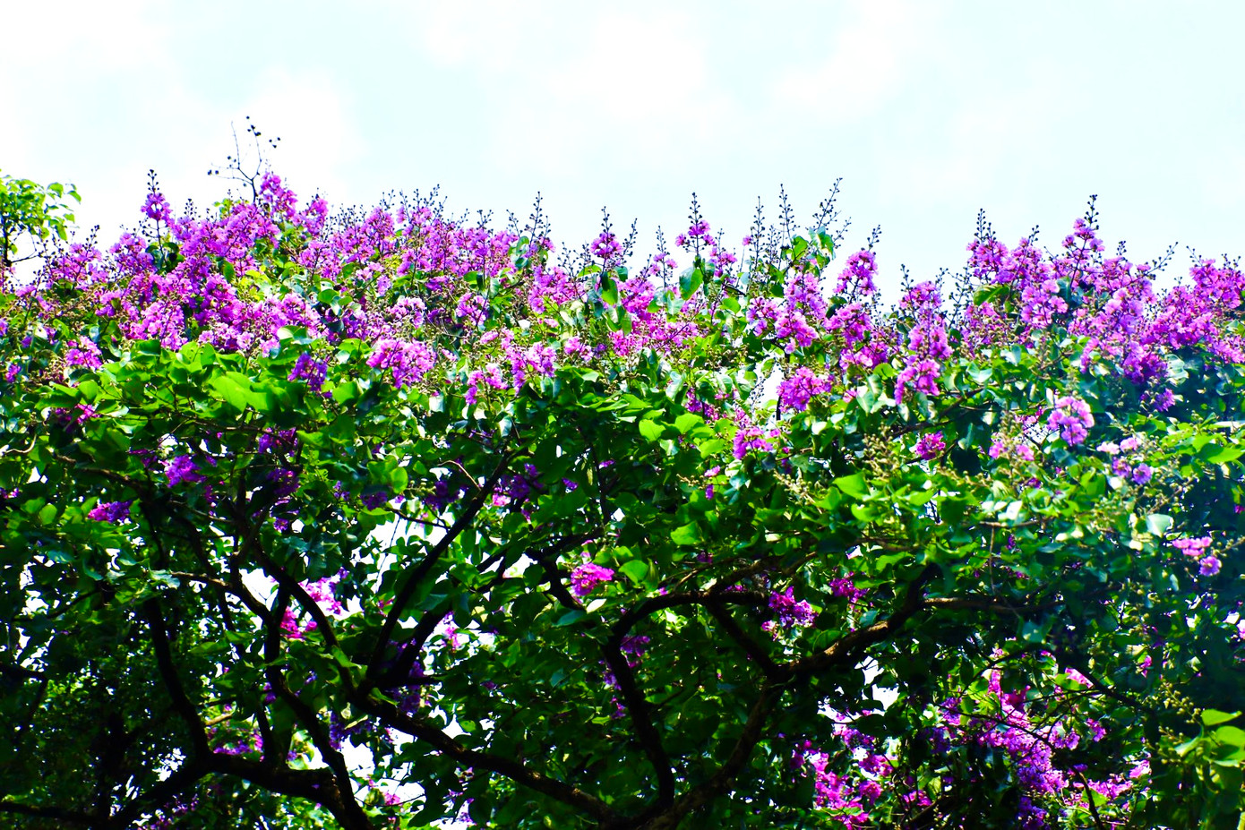 Bằng lăng có nhiều màu khác nhau, như: tím, hồng, trắng nhạt… nhưng có lẽ bằng lăng tím là quen thuộc nhất với người dân Hà Nội.