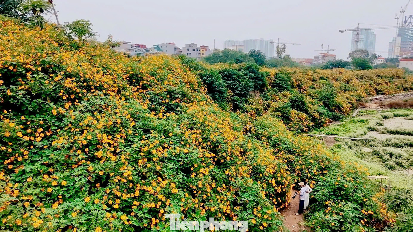 Trước đây vào mùa hoa, nhiều người thường vượt quãng đường 60-70km lên vườn quốc gia Ba Vì để chiêm ngưỡng và chụp ảnh. Tuy nhiên, vài năm trở lại đây, những người yêu thích loài hoa này có thêm lựa chọn thuận tiện hơn, khi xuất hiện một vườn hoa dã quỳ tại Xuân Đỉnh (Hà Nội).