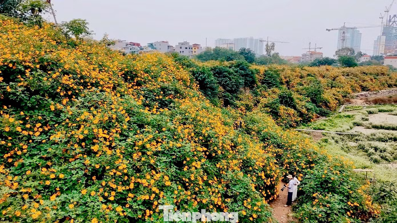 Trước đây vào mùa hoa, nhiều người thường vượt quãng đường 60-70km lên vườn quốc gia Ba Vì để chiêm ngưỡng và chụp ảnh. Tuy nhiên, vài năm trở lại đây, những người yêu thích loài hoa này có thêm lựa chọn thuận tiện hơn, khi xuất hiện một vườn hoa dã quỳ tại Xuân Đỉnh (Hà Nội).