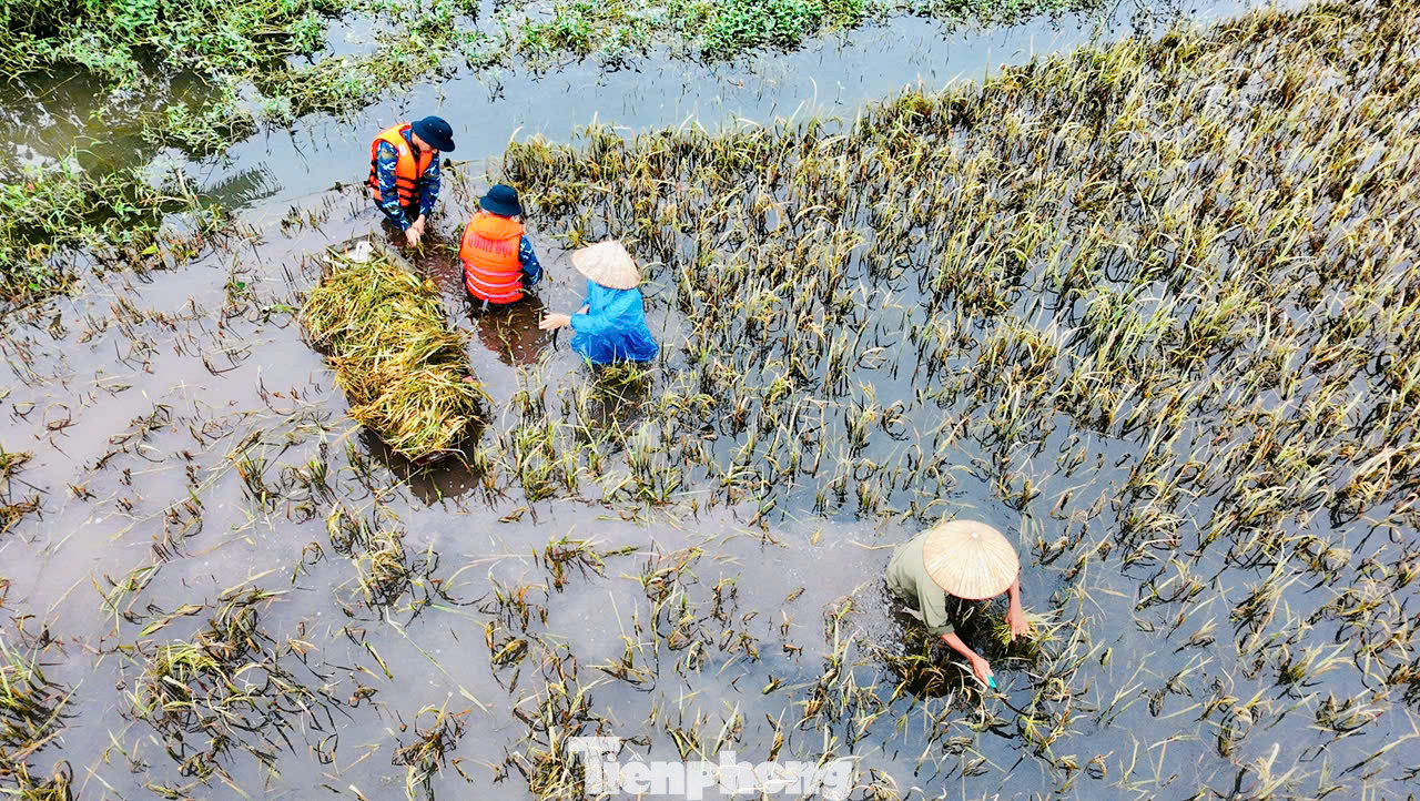 Đến ngày 23/9, nước đã rút khoảng một mét so với lúc đỉnh, người dân lội nước ngập gần đến bụng ra đồng thu hoạch lúa non nhằm giảm thiểu thiệt hại