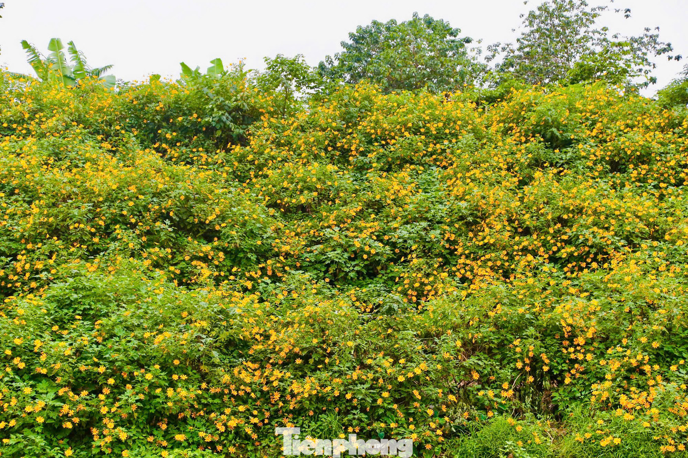 Nằm trong ngõ nhỏ ở trung tâm thành phố Hà Nội, vườn hoa tam giác mạch, dã quỳ vàng tại phường Xuân Đỉnh (quận Bắc Từ Liêm, thành phố Hà Nội) đang vào độ nở rộ, thu hút nhiều du khách đến chụp hình, tham quan, thưởng lãm.