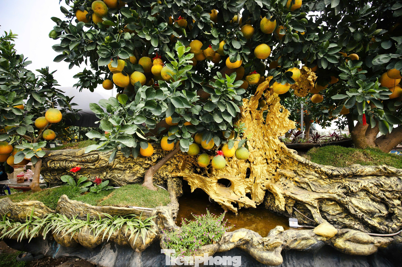 Một số nhà vườn tại xã Liên Nghĩa (huyện Văn Giang, Hưng Yên) đã tạo dáng những chiếc chậu bưởi khổng lồ, nhiều hình thù để chuẩn bị chào bán dịp Tết Nguyên đán Ất Tỵ.