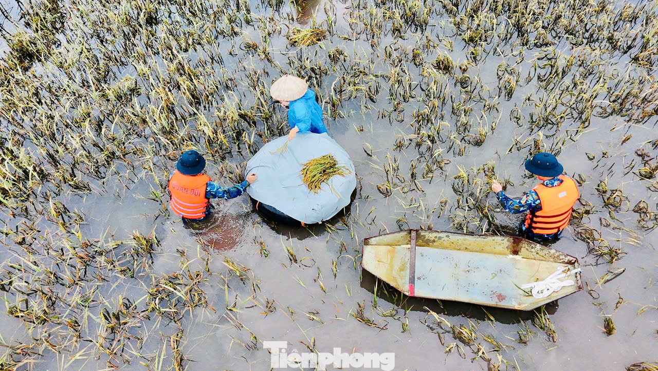 Đến ngày 23/9, nước đã rút khoảng một mét so với lúc đỉnh, người dân lội nước ngập gần đến bụng ra đồng thu hoạch lúa non nhằm giảm thiểu thiệt hại