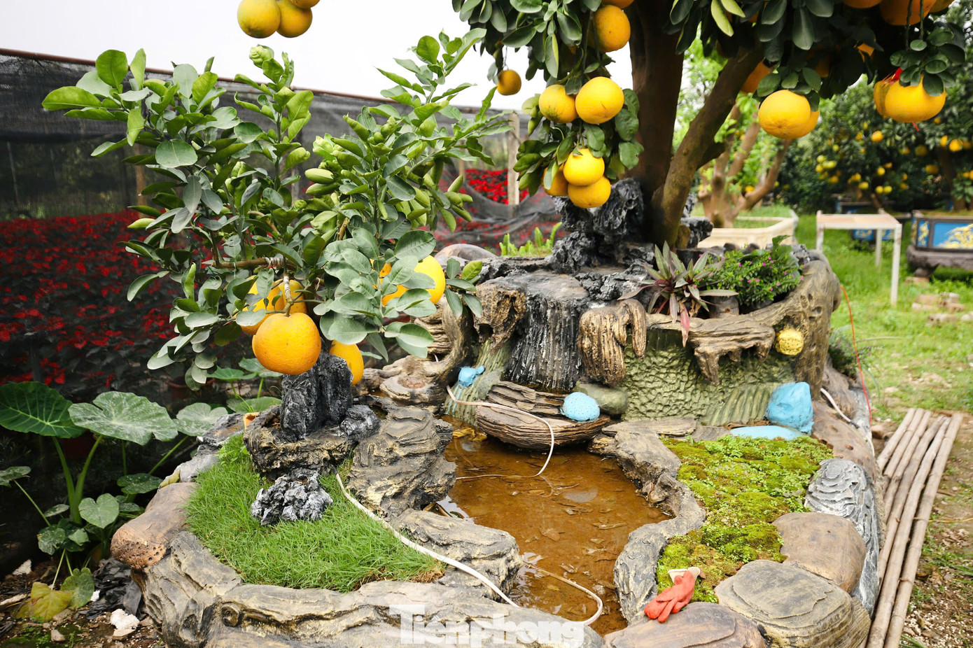 Để tạo ra những sản phẩm độc lạ này, nhiều năm qua, những người làm vườn vùng đất Văn Giang đã kỳ công tạo dáng, đổ mồ hôi, công sức sưu tầm, sáng tạo cho ra những cây bưởi cảnh để có sức hấp dẫn đặc biệt với người chơi dịp Tết.