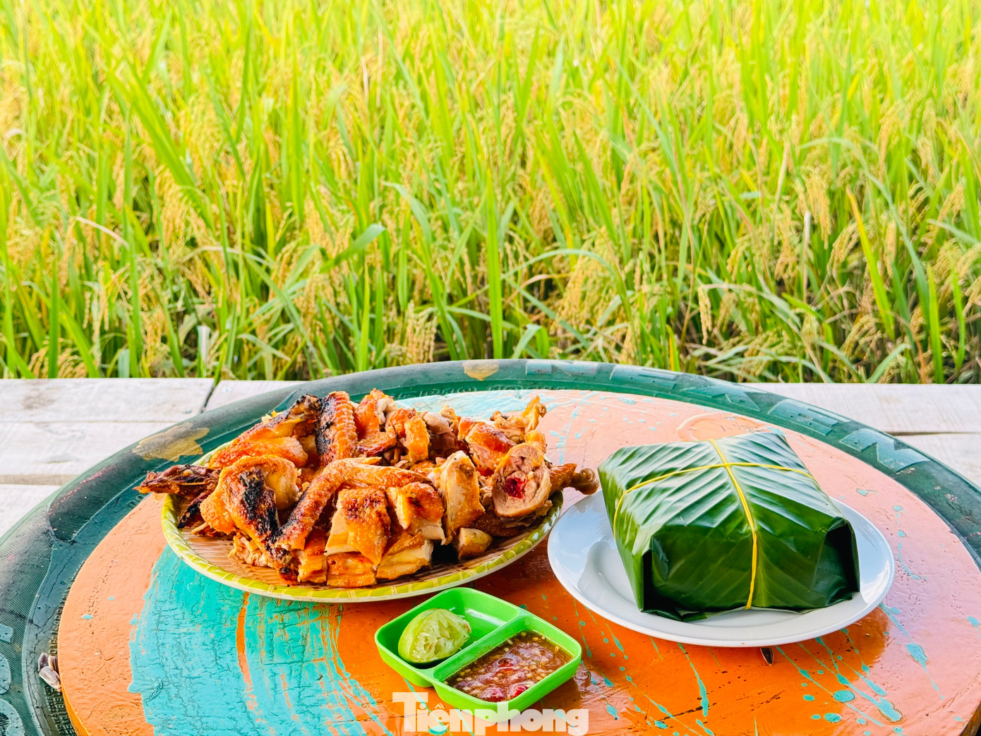 Đầu tháng 6 là lúc cả cánh đồng lúa chuyển dần từ xanh sang vàng và bắt đầu bước vào mùa gặt. Ngoài uống cà phê, thưởng thức các bữa ăn hương đồng gió nội, du khách còn được trải nghiệm gặt lúa cùng bà con, hít hà hương lúa thơm nồng.