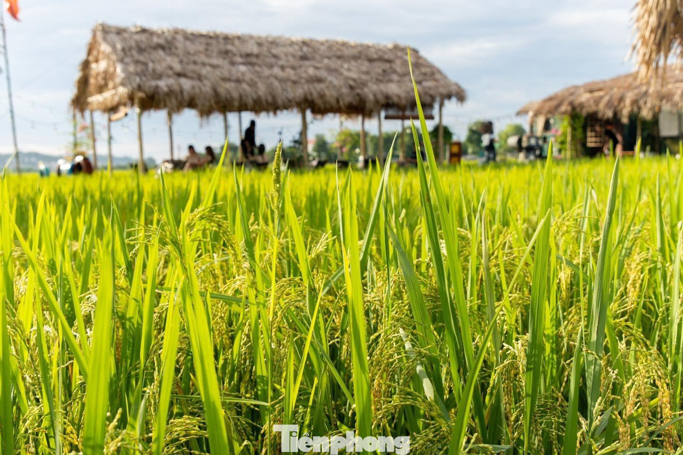 Với nhiều bạn trẻ, từ lâu quán cà phê ngon không phụ thuộc hoàn toàn vào vị giác mà còn phụ thuộc bởi không gian chill của quán. Quán không có điều hòa, chỉ với vài chiếc chòi lợp lá cọ giữa cánh đồng thơm phức mùa lúa chín ở ngoại ô Hà Nội.