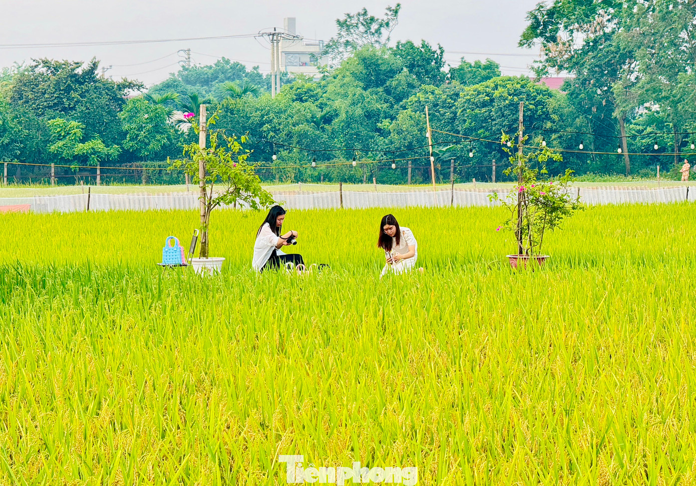 Trên ruộng lúa rộng khoảng gần 2.000m2 giữa cánh đồng của làng, quán cà phê chỉ đơn giản với 5 chiếc chòi lợp lá cọ, không điều hòa, không máy lạnh, hòa mình hoàn toàn với thiên nhiên đã thực sự khiến các gia đình vô cùng thích thú.