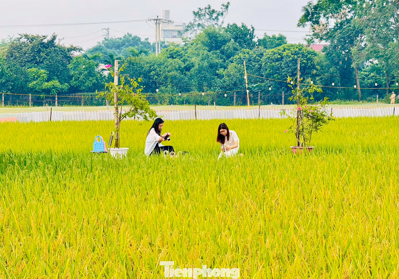 Trên ruộng lúa rộng khoảng gần 2.000m2 giữa cánh đồng của làng, quán cà phê chỉ đơn giản với 5 chiếc chòi lợp lá cọ, không điều hòa, không máy lạnh, hòa mình hoàn toàn với thiên nhiên đã thực sự khiến các gia đình vô cùng thích thú.