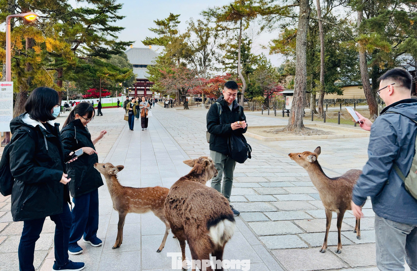 Du khách tới đây thường cho hươu ăn bánh shika senbei như một trải nghiệm thú vị. Chỉ cần cho 1 chú hươu ăn bạn sẽ được hàng chục chú hươu khác vây quanh mình để "đòi quà".