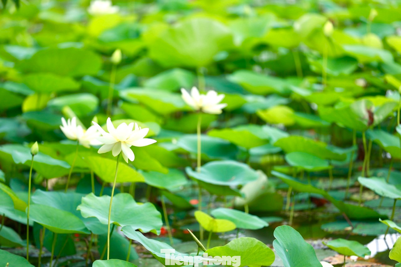 Thời điểm hoa sen nở đẹp nhất vào khoảng 5 -7h hàng ngày, ngậm hương sắc từ đêm hôm trước và những giọt sương đọng lại trên lá. Thời điểm hoa sen nở đẹp nhất vào khoảng 5 -7h hàng ngày, ngậm hương sắc từ đêm hôm trước và những giọt sương đọng lại trên lá.